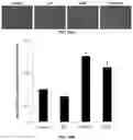 Fig. 13 - Molecular Size of Elastin-Like Polypeptide Delivery System for Therapeutics Modulates Deposition in the Placenta