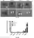 Fig. 22 - Molecular Size of Elastin-Like Polypeptide Delivery System for Therapeutics Modulates Deposition in the Placenta