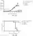 Fig. 07 - BCMA-targeted chimeric antigen receptor as well as preparation method therefor and application thereof