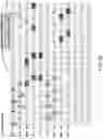Fig. 43 - Memory system with cached memory module operations
