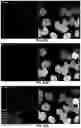 Fig. 197 - Tracking biological objects over time and space
