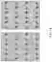Fig. 15 - Wideband dual-polarized electrically coupled and connected radiators on a triangular lattice