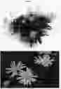 Fig. 02 - Euryops plant named 'EUR16001'