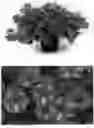 Fig. 01 - plant named ‘BBTUN91601M2’