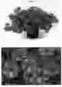 Fig. 02 - plant named ‘BBTUN91601M2’