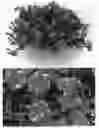 Fig. 01 - Petunia plant named 'BBTUN22503'