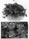 Fig. 02 - Petunia plant named 'BBTUN22503'