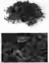Fig. 01 - Petunia Plant named 'BBTUN93201'