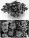Fig. 01 - Calibrachoa plant named `BBCAL91303'