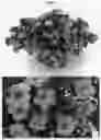 Fig. 02 - Calibrachoa plant named `BBCAL91303'