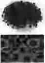 Fig. 01 - plant named ‘BBCAL82402’