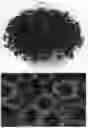 Fig. 02 - plant named ‘BBCAL82402’