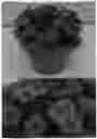 Fig. 01 - plant named ‘BBCAL83901’