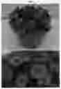 Fig. 02 - plant named ‘BBCAL83901’