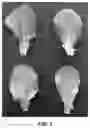 Fig. 03 - Lactuca sativa cultivar solid heart