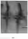 Fig. 03 - Wild rocket variety 89-600 RZ