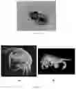 Fig. 02 - METHOD FOR CULTIVATING PARALARVAE OF THE COMMON OCTOPUS, OCTOPUS VULGARIS