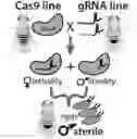 Fig. 01 - ENDONUCLEASE SEXING AND STERILIZATION IN INSECTS