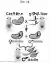 Fig. 02 - ENDONUCLEASE SEXING AND STERILIZATION IN INSECTS