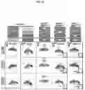 Fig. 12 - ENDONUCLEASE SEXING AND STERILIZATION IN INSECTS