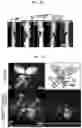 Fig. 15 - ENDONUCLEASE SEXING AND STERILIZATION IN INSECTS