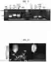 Fig. 16 - ENDONUCLEASE SEXING AND STERILIZATION IN INSECTS
