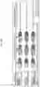 Fig. 25 - ENDONUCLEASE SEXING AND STERILIZATION IN INSECTS