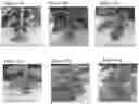 Fig. 13 - LIPOSOMAL FORMULATIONS AND METHODS OF USING SAME IN AGRICULTURE