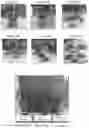 Fig. 14 - LIPOSOMAL FORMULATIONS AND METHODS OF USING SAME IN AGRICULTURE