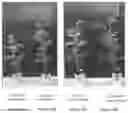 Fig. 15 - LIPOSOMAL FORMULATIONS AND METHODS OF USING SAME IN AGRICULTURE