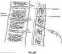 Fig. 36 - Devices, systems and methods for tissue analysis, location determination and therapy thereof using optical radiation