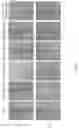 Fig. 37 - Tumor pH-shiftable coating and the nucleus-directed nanoparticles facilitate the targeted chemotherapy and gene therapy against multiple cancers and use thereof