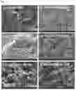 Fig. 02 - BIODEGRADABLE POLYMER COMPOSITE