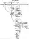 Fig. 02 - Use of galacturonate and or galacturonate polymers in conjunction with carbohydrates to control metabolic state of organisms