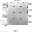 Fig. 02 - PROCESS FOR HEAT SETTING TWISTED, BULKED CONTINUOUS FILAMENT YARN