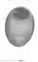 Fig. 04 - Lighted egg apparatus