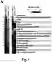 Fig. 02 - BIOMARKER FOR SENESCENT CELLS