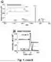 Fig. 06 - BIOMARKER FOR SENESCENT CELLS