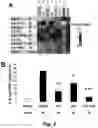 Fig. 08 - BIOMARKER FOR SENESCENT CELLS