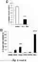 Fig. 09 - BIOMARKER FOR SENESCENT CELLS