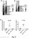 Fig. 35 - BIOMARKER FOR SENESCENT CELLS