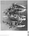 Fig. 03 - Lettuce variety ‘clearwater’
