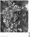 Fig. 06 - Lettuce variety ‘clearwater’