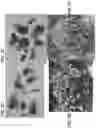 Fig. 08 - Lettuce variety ‘clearwater’