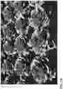 Fig. 09 - Lettuce variety ‘clearwater’