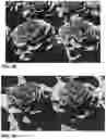Fig. 12 - Lettuce variety ‘clearwater’