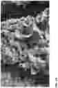 Fig. 02 - Lettuce variety ‘payday’