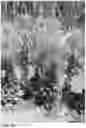 Fig. 25 - Lettuce variety ‘payday’
