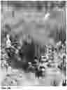 Fig. 32 - Lettuce variety ‘payday’