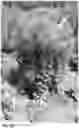 Fig. 41 - Lettuce variety ‘payday’